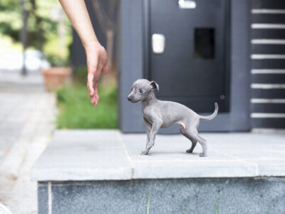 Ian Teacup Italian Greyhound