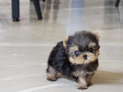 Yaz Teacup Yorkie