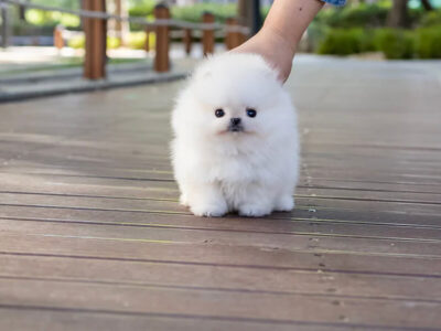 Hudson White Micro Teacup Pomeranian