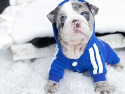 Dior Merle Micro English Bulldog