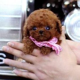 Caeser Chocolate Teacup Poodle