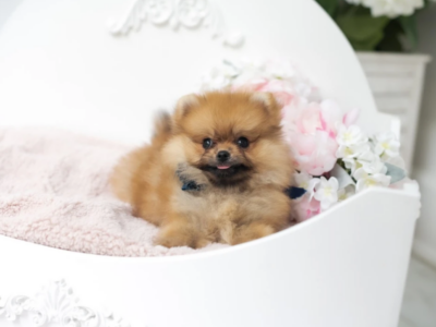 Olivia Micro Pomeranian