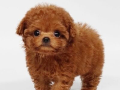 Noah Apricot Micro Poodle