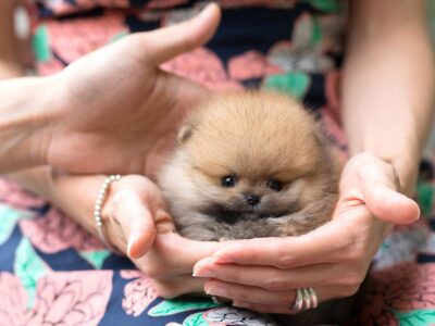 Benji Teacup Pomeranian