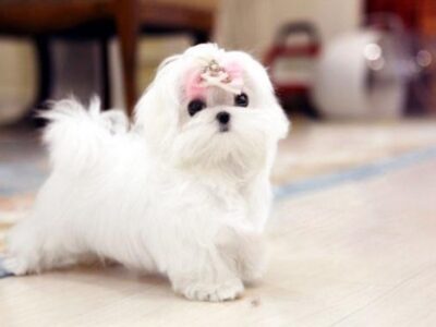 Melody Micro Teacup Maltese