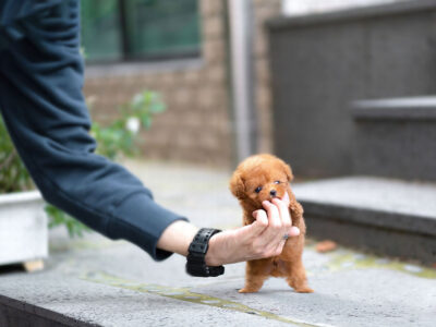 James Apricot Teacup Poodle