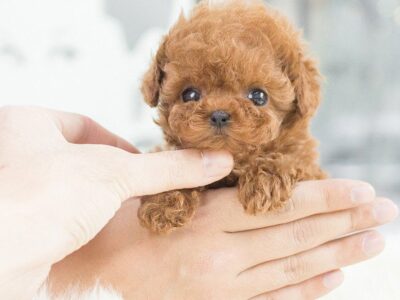 Kiddy Apricot Micro Poodle