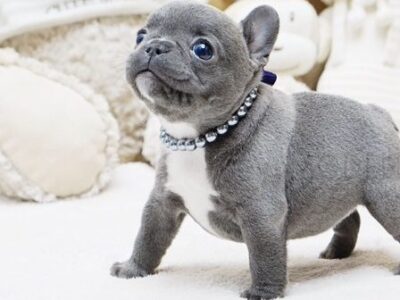 Faboo Blue Mini French Bulldog