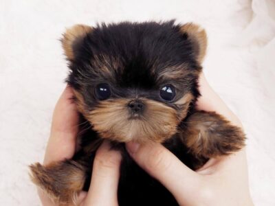 Ashley Teacup Micro Yorkie